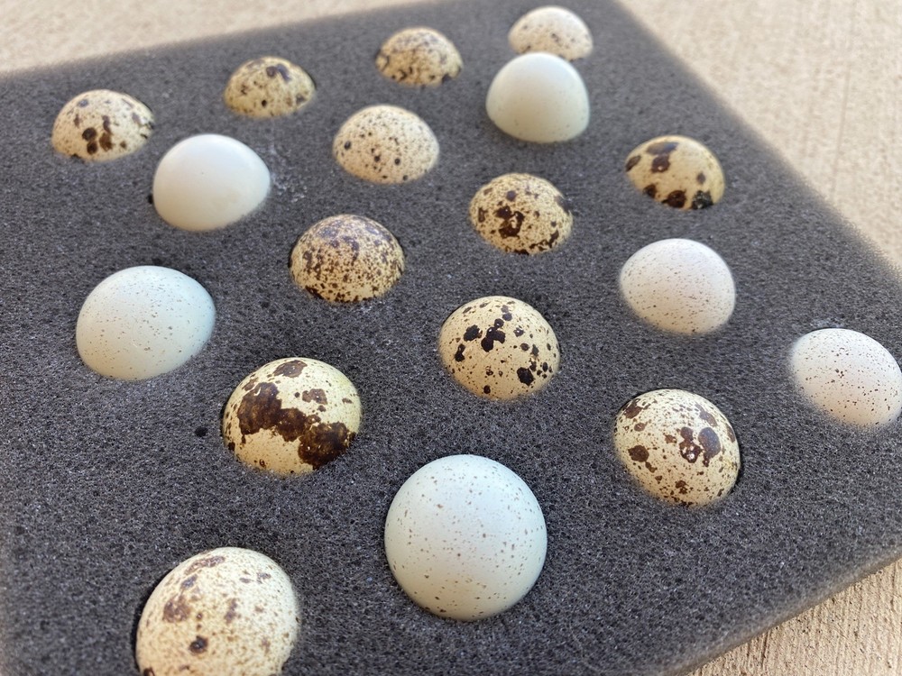 72 Coturnix Quail Hatching Eggs