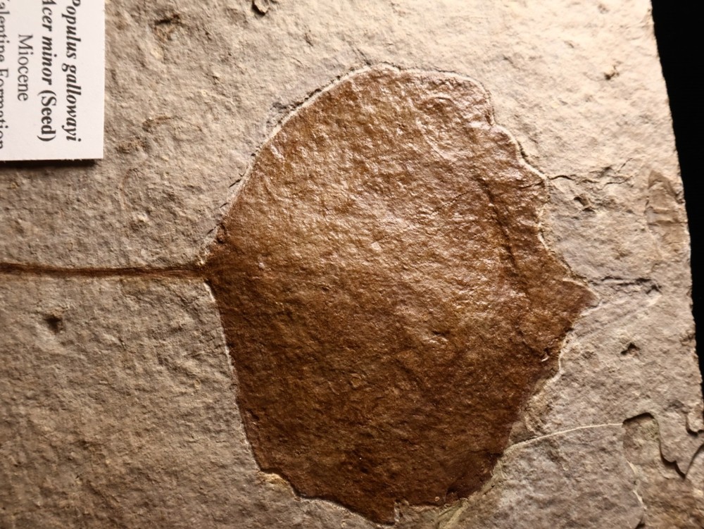 Nice Miocene Leaf Fossil Cherry Co., Nebraska
