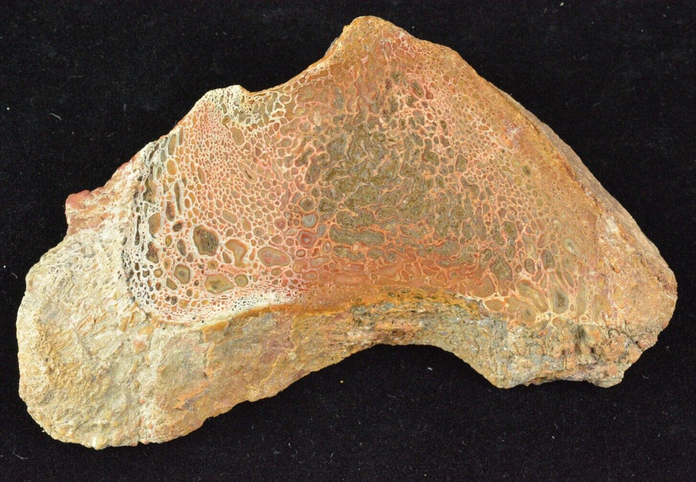 Agatized Dinosaur Bone, Complete Round, Utah, Polished 4.5x2x1"