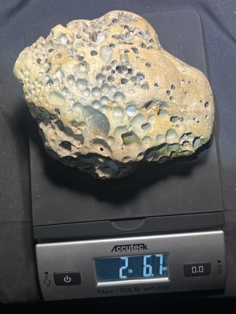 Fossil Shell Clam in Hag Stone Boulder -adder Rock-Omar Stone 2.6 Lbs