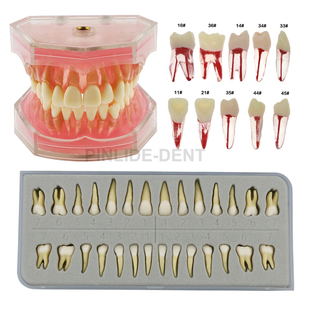 Dental Typodont Teeth Model Study Teach Demo Soft Gum Removable Teeth 28pcs