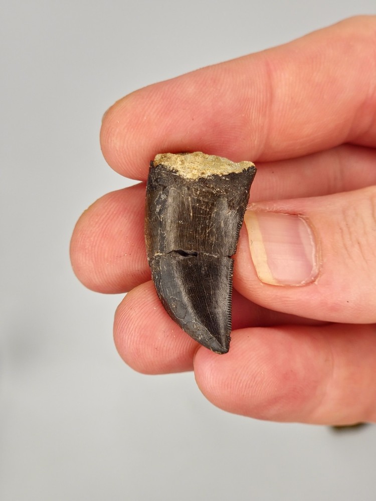 A Really Cool Piece! Allosaurus 1.25" Tooth AND Original Matrix Impression