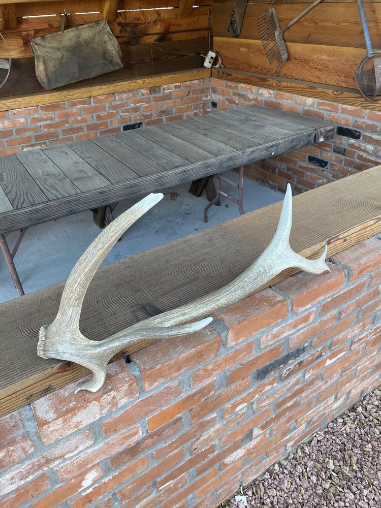 Unique “Freak” Elk Shed ~ Antler