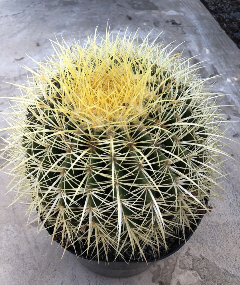 Echinocactus Grusonii 'Golden Barrel Cactus', Currently in a 8" container