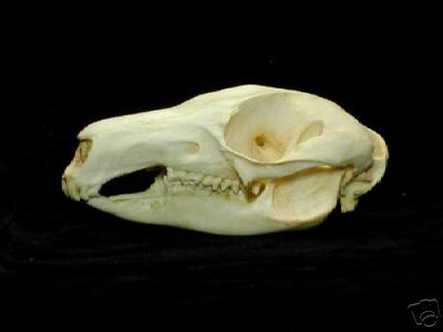 Rock Wallaby Skull REPLICA