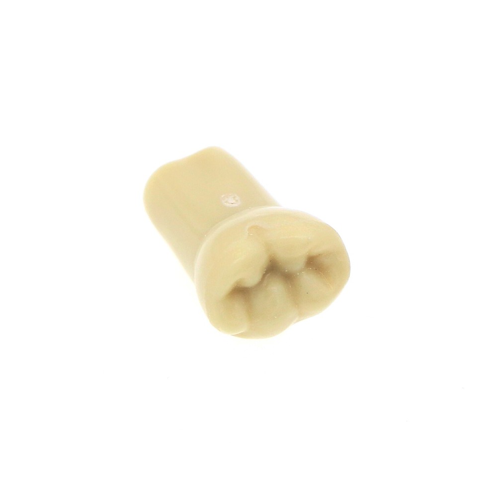 Dental Replacement Frasaco AG3 Type 32PCS Teeth Kit Model Screw-in Typodont