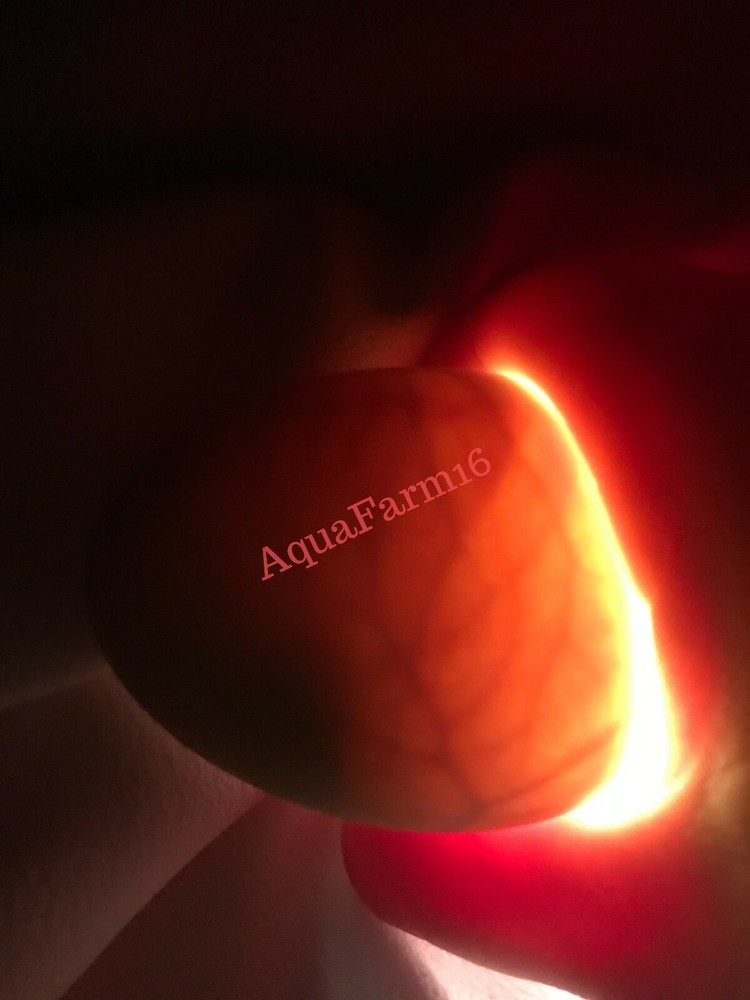 Hatching egg spray,🔥Increase Hatch Rate! 🐣1 Pk Hatching Egg Spray 🐥🌺