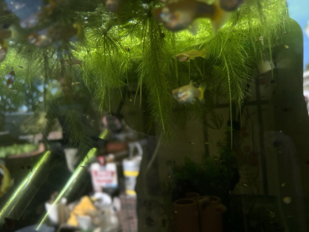 Water Lettuce (May Include RamsHorn Snails)