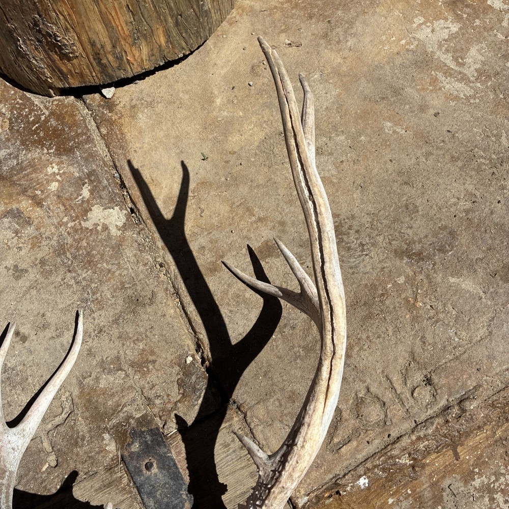 Mule Deer Skull Plate