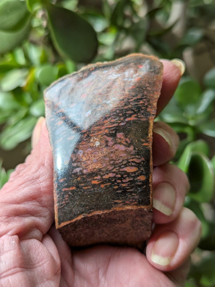 Dinosaur Bone * Polished  *  3.4 oz. *
