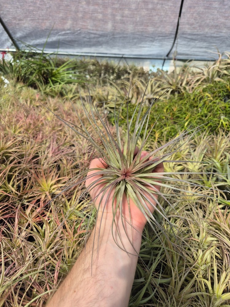 Tillandsia Houston Cotton Candy