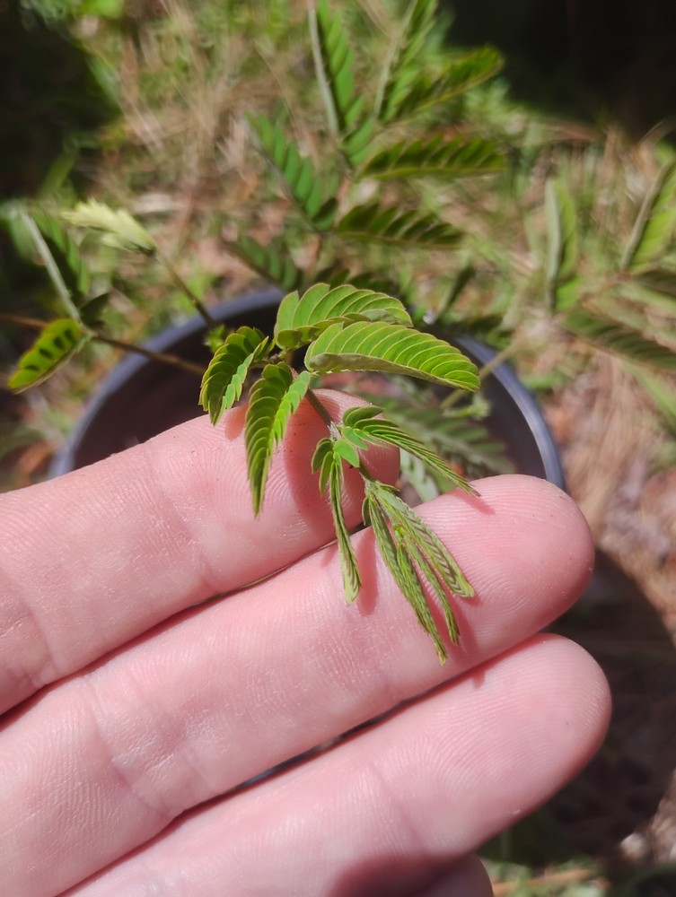 Mimosa Tree, 1 Gallon Pot.