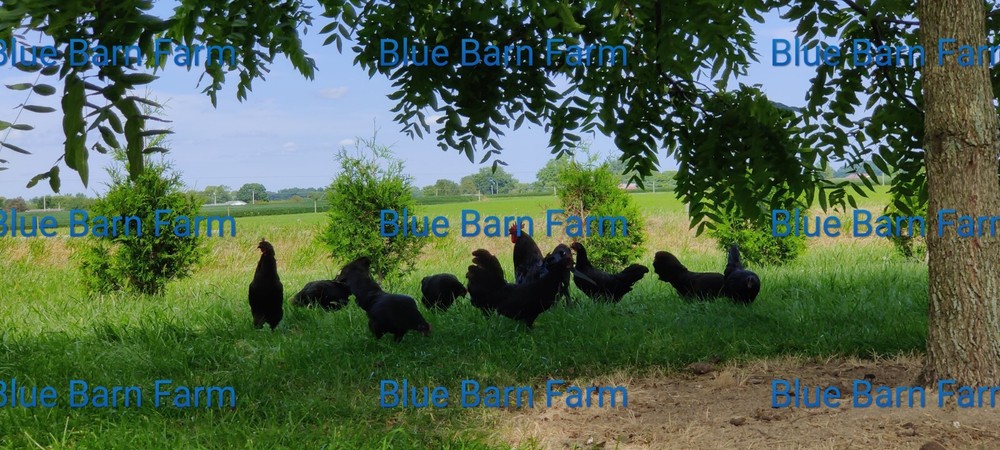 6+ Black PHOENIX Chicken Hatching Eggs. Rare, Elegant, Long-Tail Project Breed