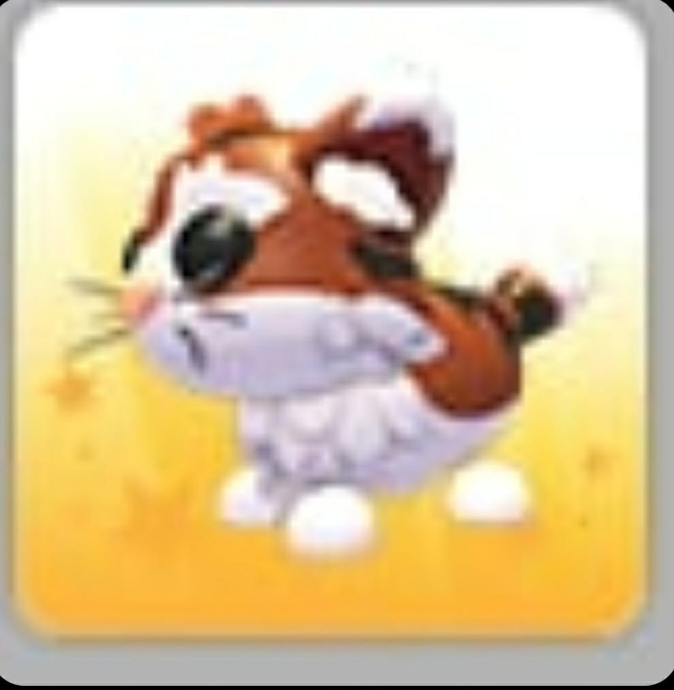 Munchkin Cat | Adopt Now