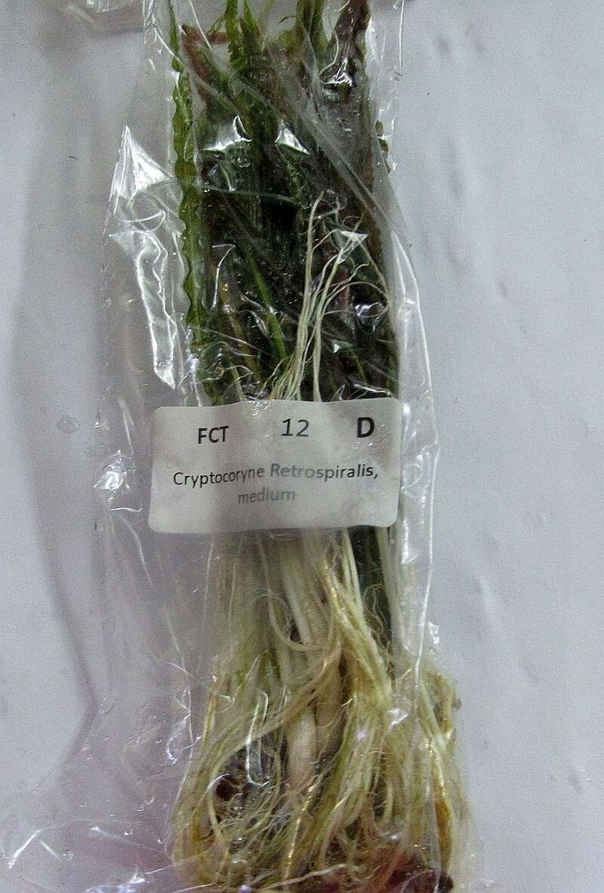 12 medium crypt retrospiralis plants