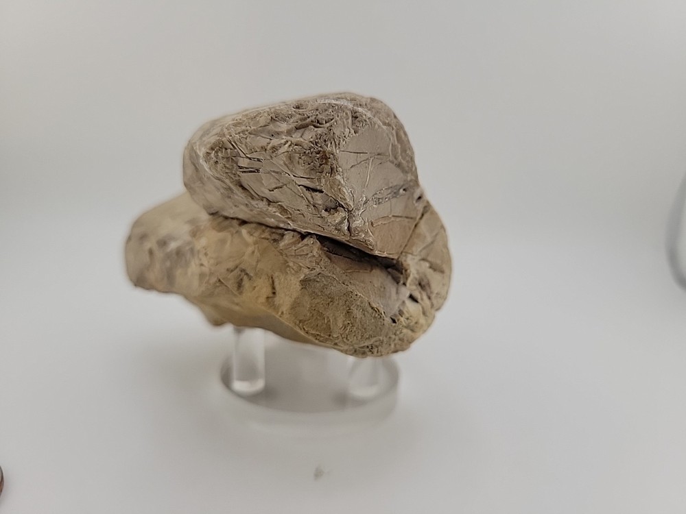 Egg Fossil Permineralized Compression Reptile Egg Fossil