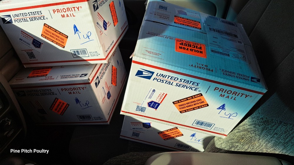 6+1 Silkie Hatching Eggs Npip