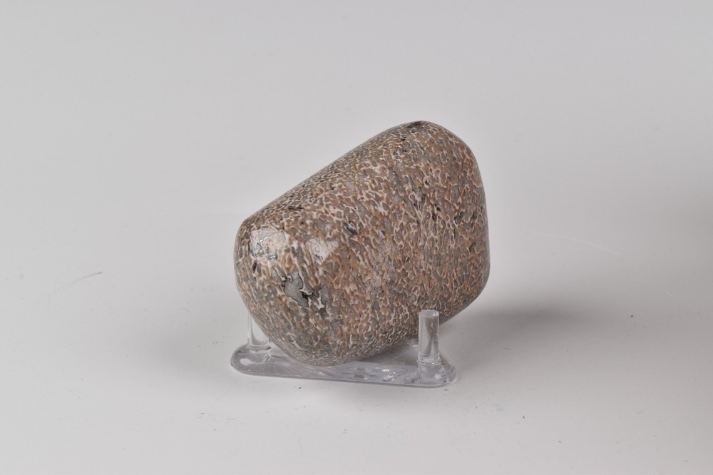 Polished Dinosaur Bone from Morocco 5.0 cm # 21584