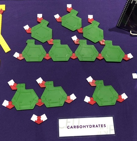 Molecular Modeling Puzzle Kit for Classroom w/ Teaching Manual Biology CellZone