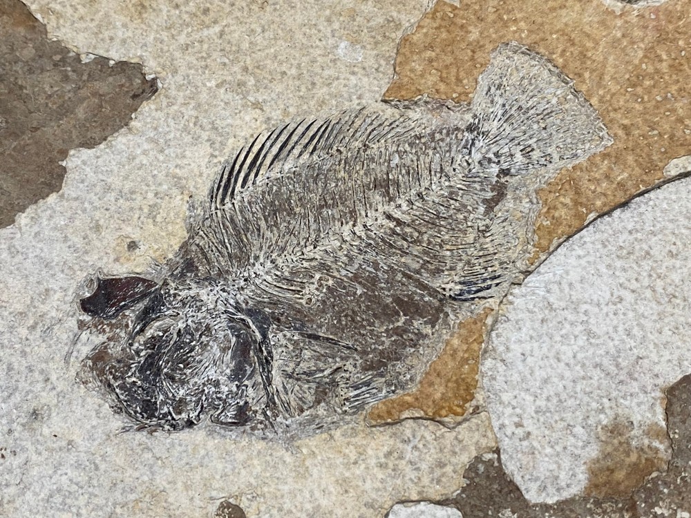 Original Fossil Fish Priscacara, 4" Bony Fish, Eocene, Green River