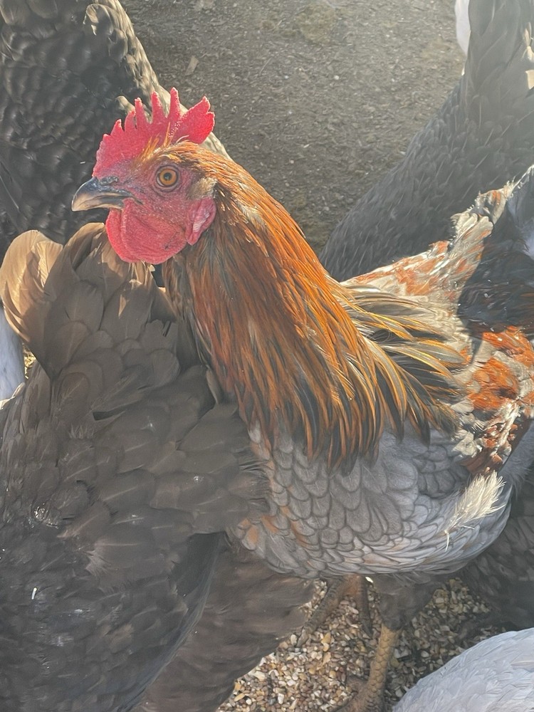 12+ Barnyard hatching eggs