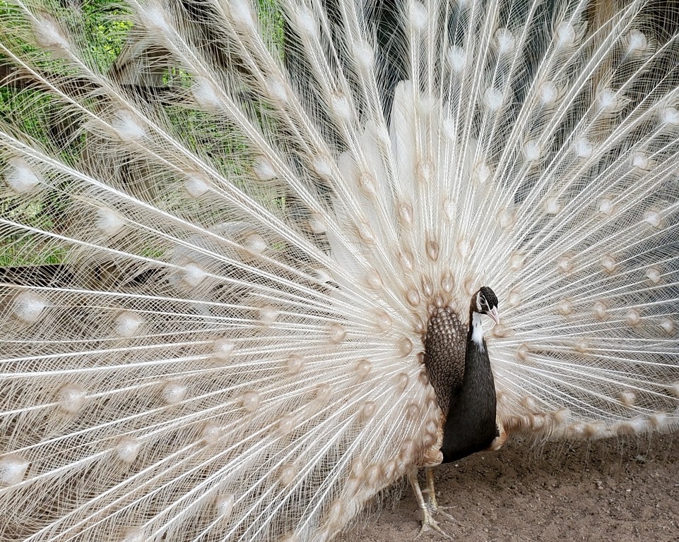 *5* Peacock Peafowl Hatching Eggs Variety Pack! *Ready Now* *NPIP*