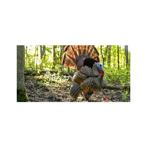 AvianX HDR Strutter Decoy
