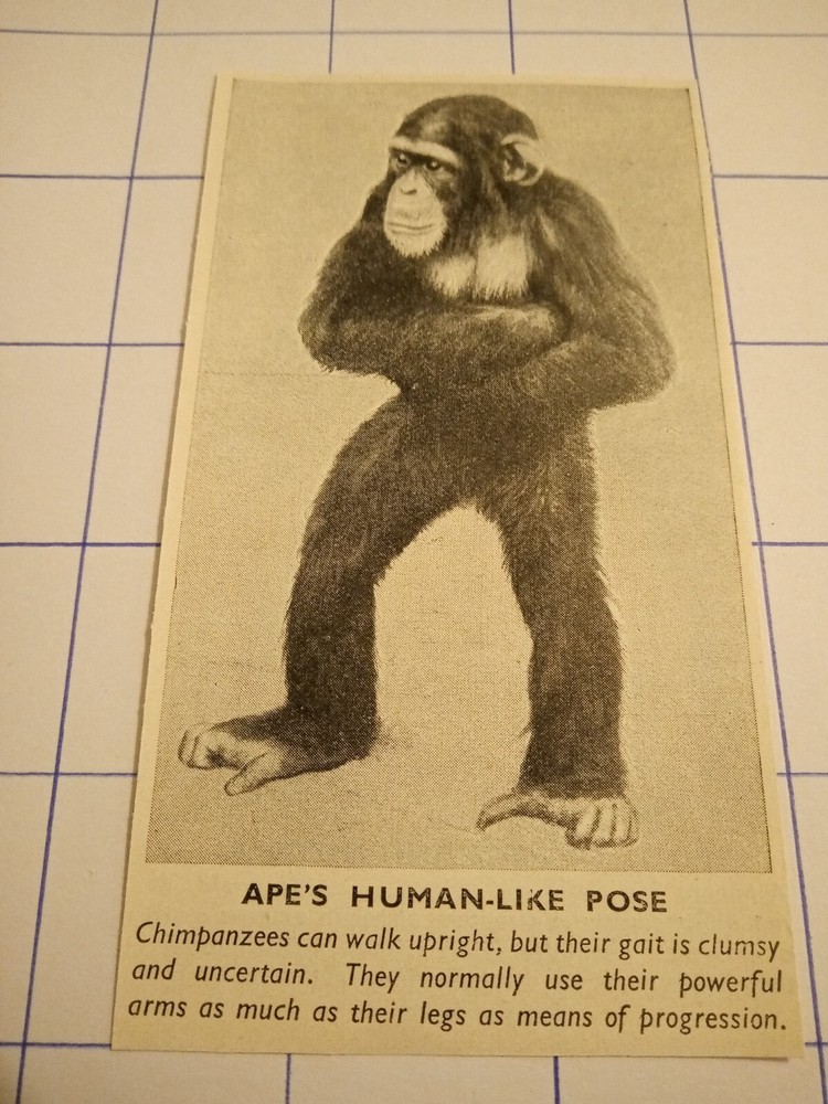 Apes human like pose chimpanzees 1930s