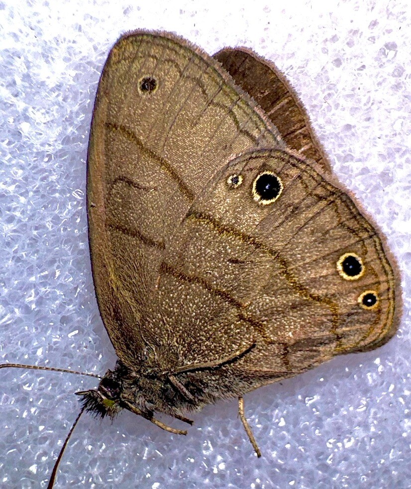A1 CAROLINA SATYR BUTTERFLY #2 - Hermeuptychia sosybius