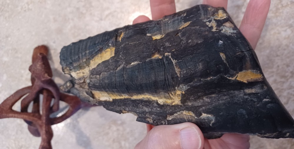 Unknown Large Fossil