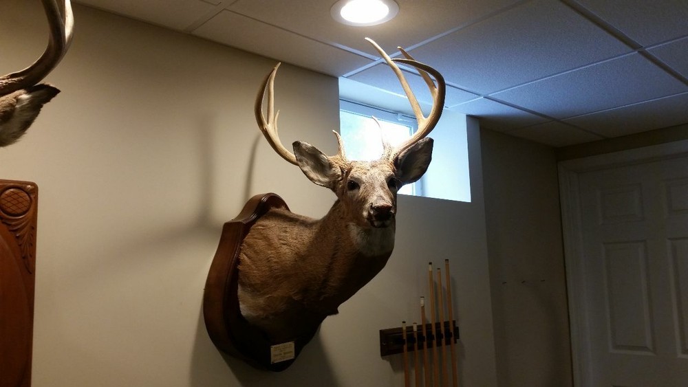 Hot Whitetail Doe Estrous