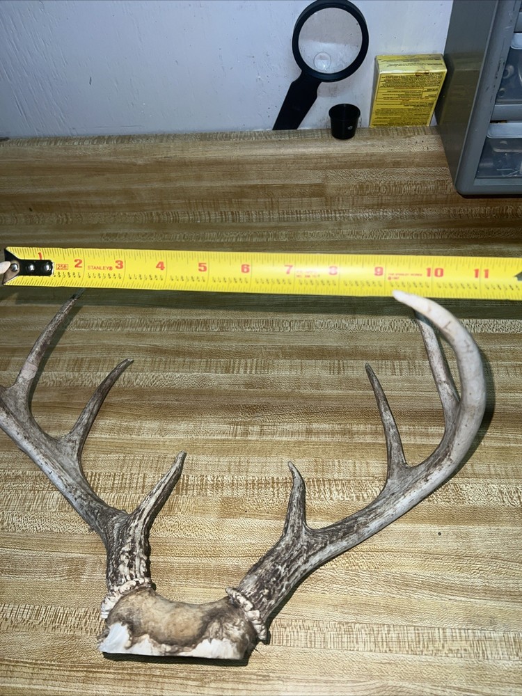 8 Point Buck ￼