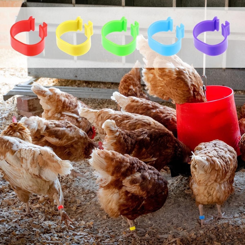 100-Pack Multi-Color Chicken Leg Bands