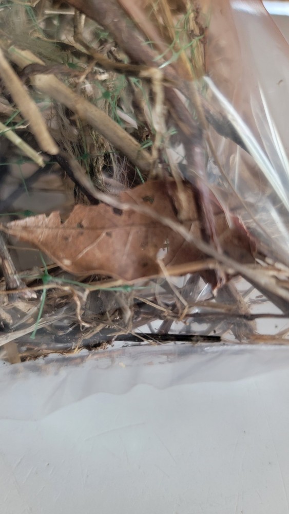 Real Bird Nest Natural Chickadee ~ Some Assembly Required~ ***GAG GIFT***