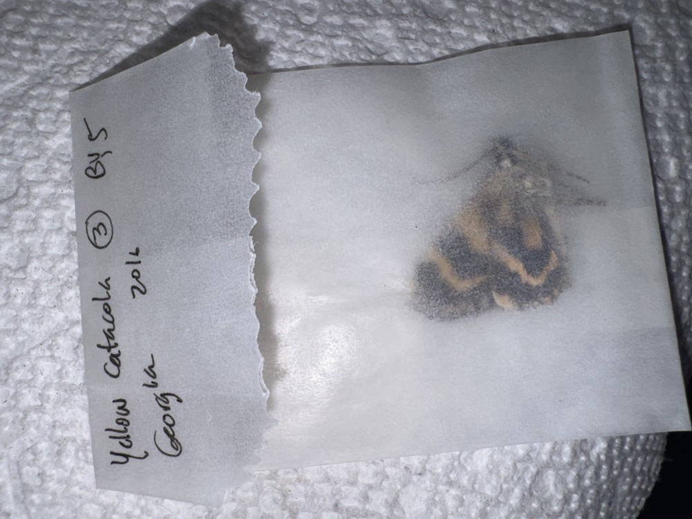 BY5 - BEAUTIFUL GOLDEN CATACOLA UNDERWING MOTH 3