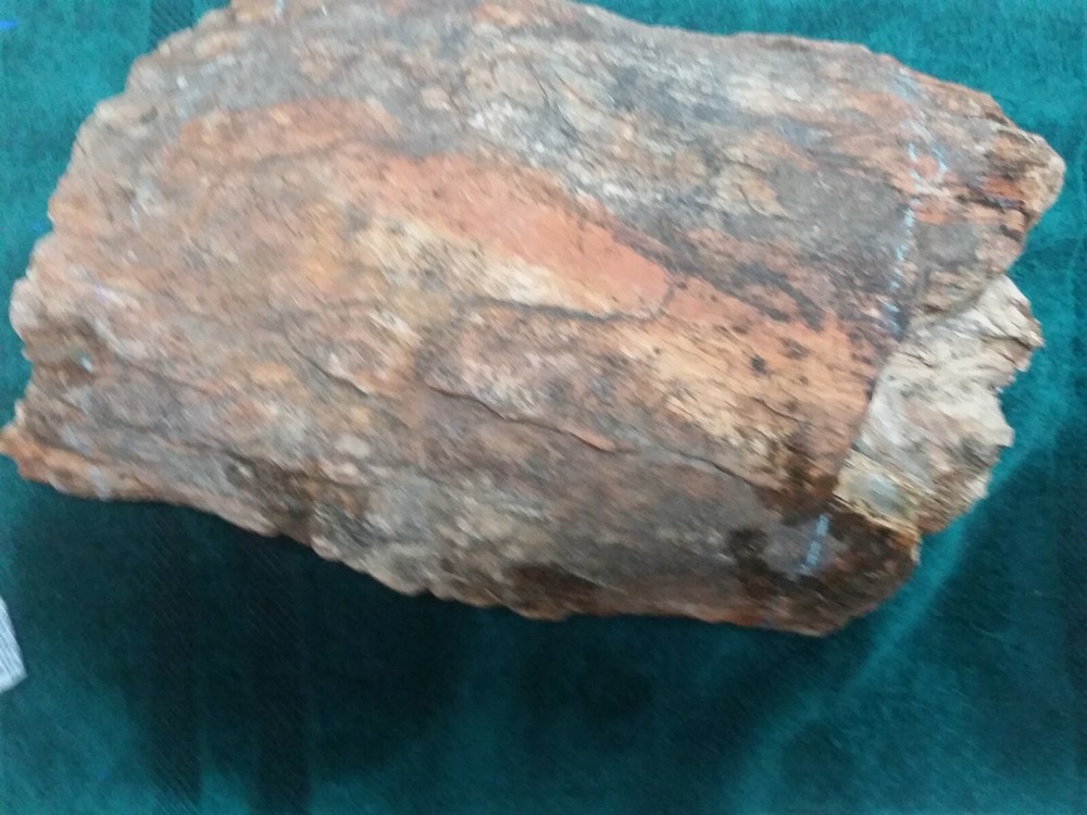 Petrified Jurassic Conifer Half Colorado