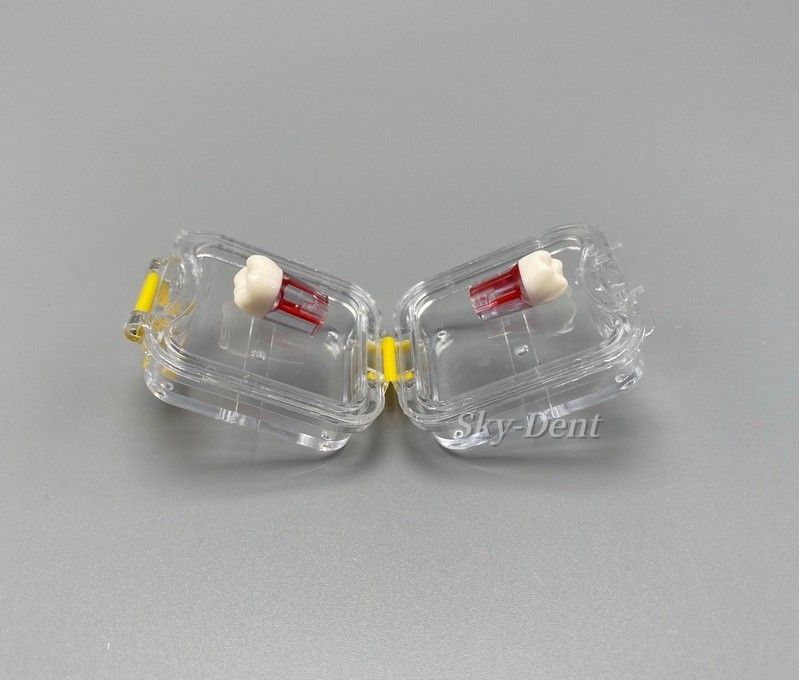 Plastic Denture Teeth Acrylic Membrane Hinged Display Case Jewelry Storage Box