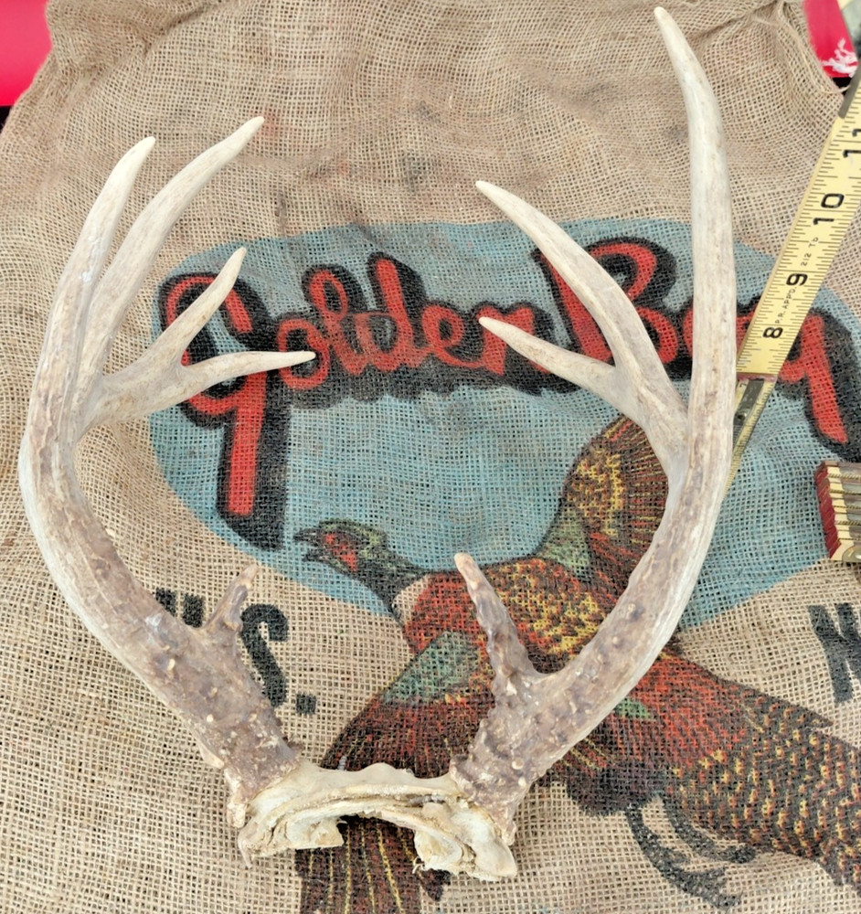 WHITETAIL DEER RACK Nice 5x4