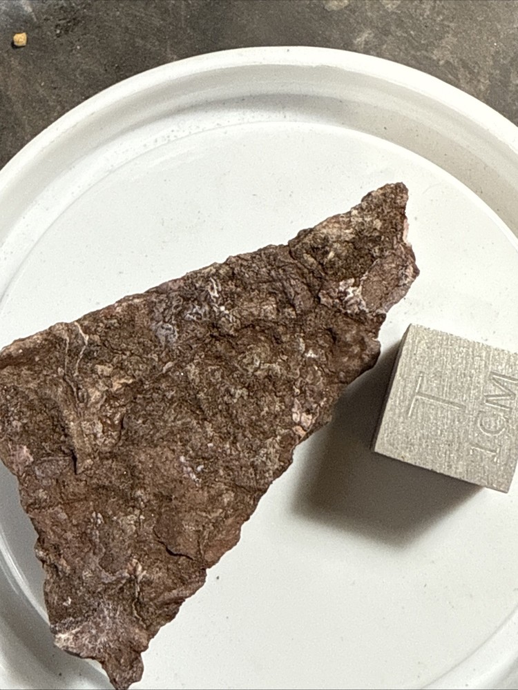 Fossil Placoderm Armor