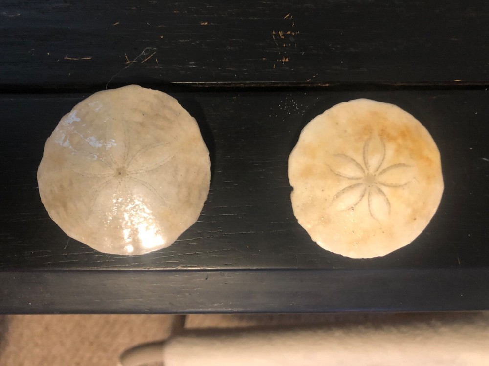 Sand Dollar Magnet (1)🔥Hand Made and authentic please read description
