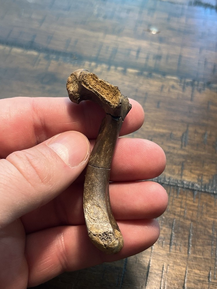 Turtle Humerus Dinosaur Age Fossil Hell Creek Form SD
