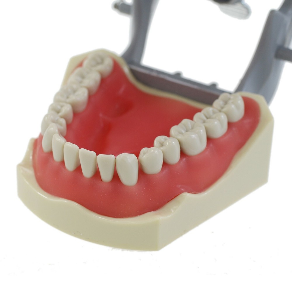 Columbia 860 Type Dental Typodont Teaching Exam Model Removable 32PCS Teeth