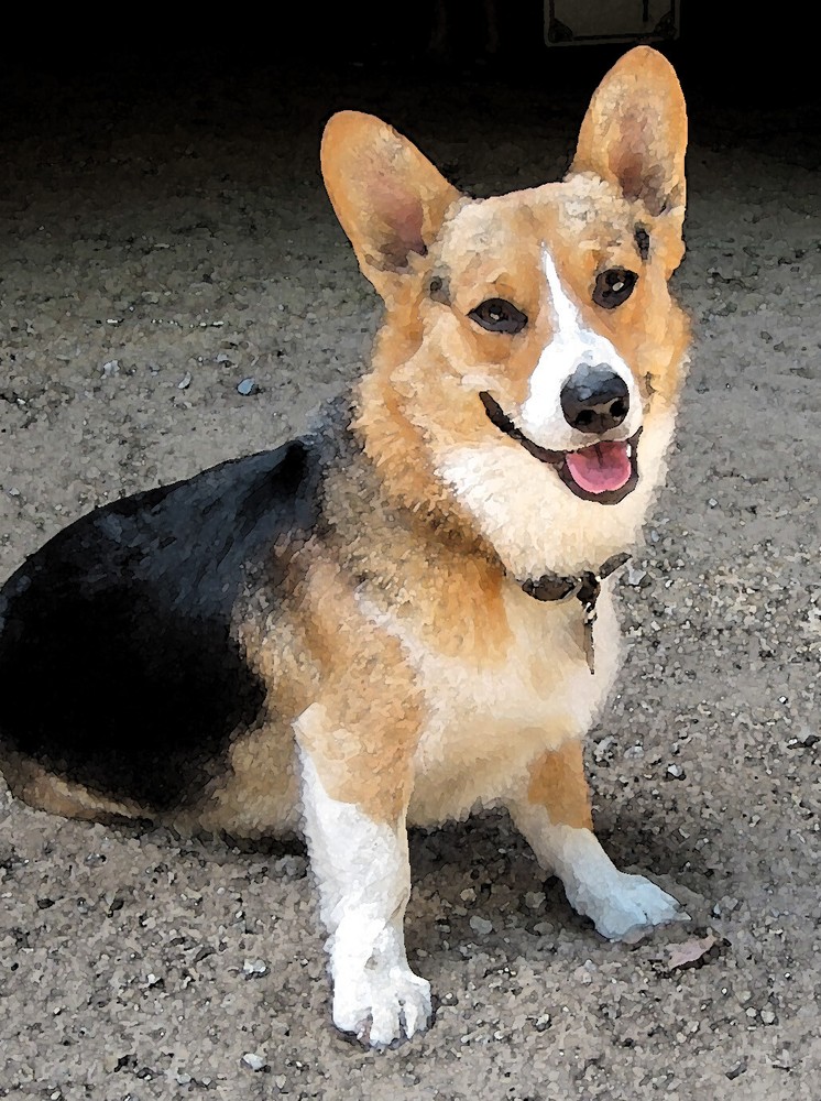 Homeopathy Emergency Kit for Dogs