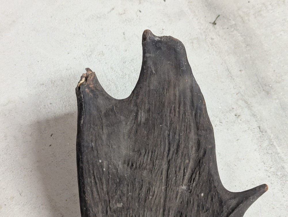 2 Moose Antlers From And Old Mount