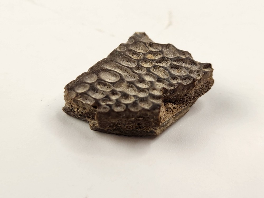 Turtle Shell Fossil - Judith River Fm. - Hill Co., MT