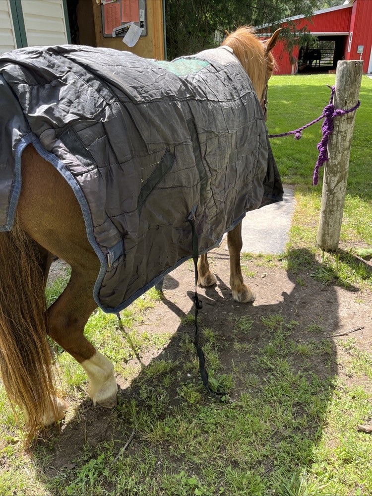 Schneiders Medium Weight 72” Blanket