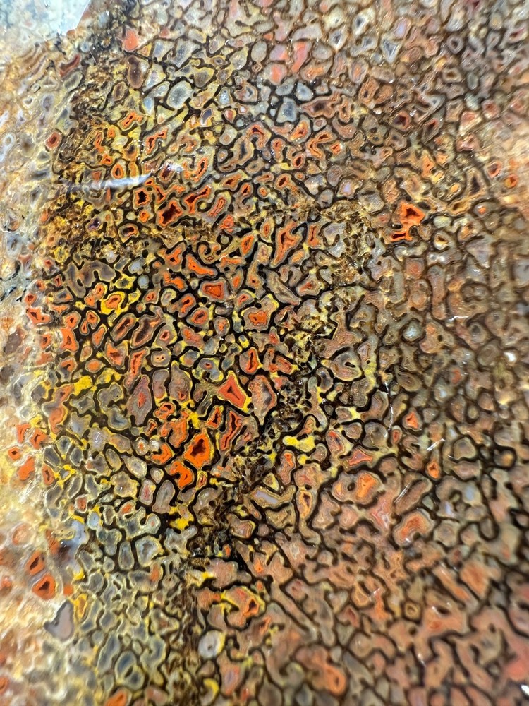 Dinosaur bone rough **hxtled end cut.