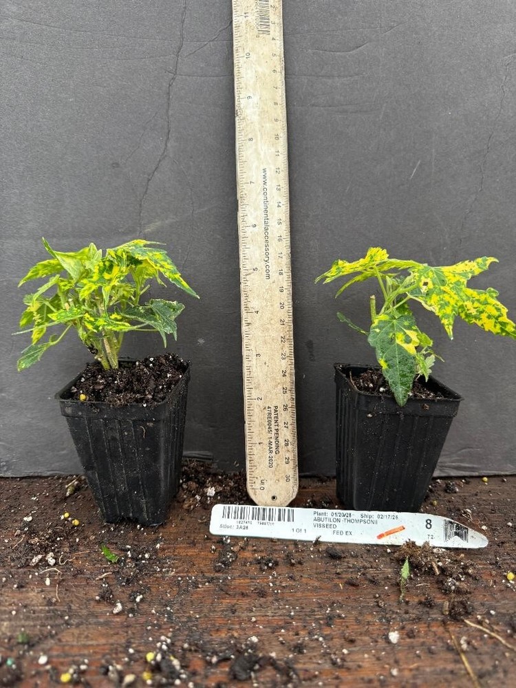 Thompsonii Variegated Peach Abutilon Flowering Maple SMALL ROOTE STARTER Plant