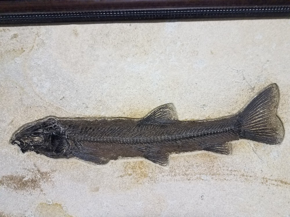 Wonderful 21" Fossil Fish on Slab & Framed