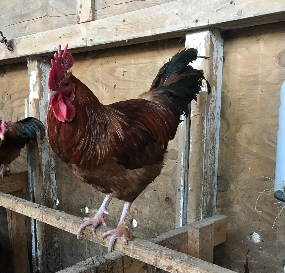 10++ Black Tail Red Marans Hatching Eggs - Cedar Hill Marans